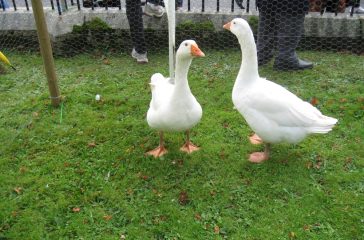 The Geese of Goosey Fair